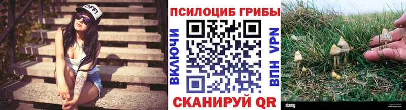 Галлюциногенные грибы Psilocybe  Саратов 